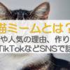猫ミームとは？元ネタや人気の理由、作り方も調査【TikTokなどSNSで話題】